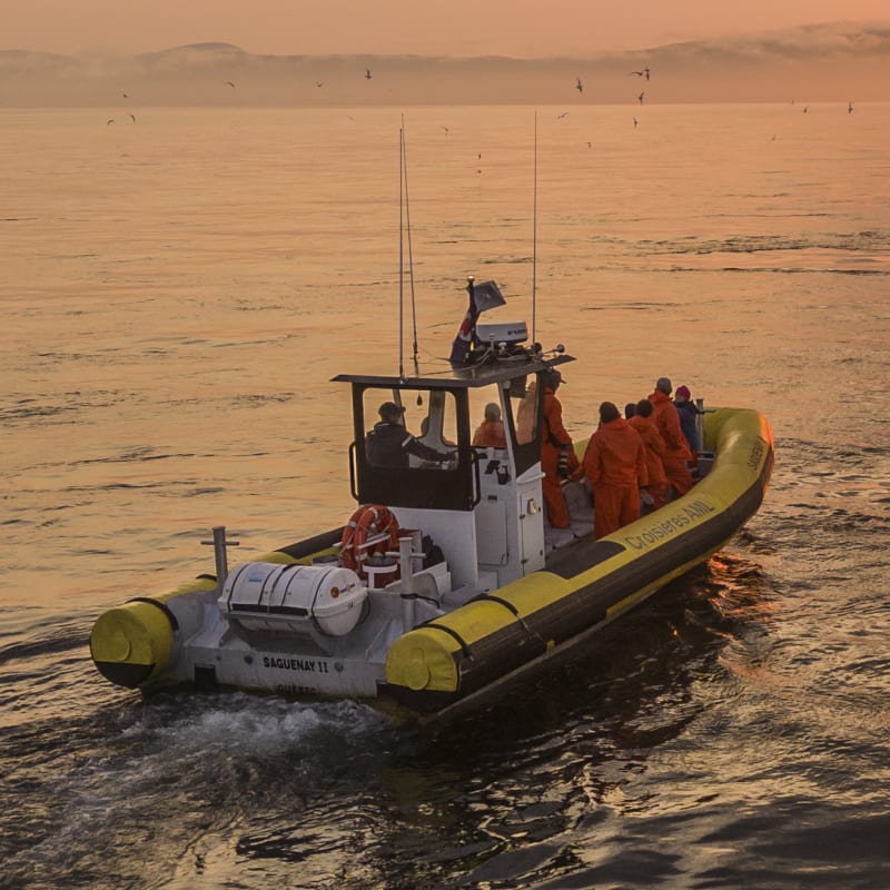 Whale watching cruise: A Zodiac expedition and a sunset on the water