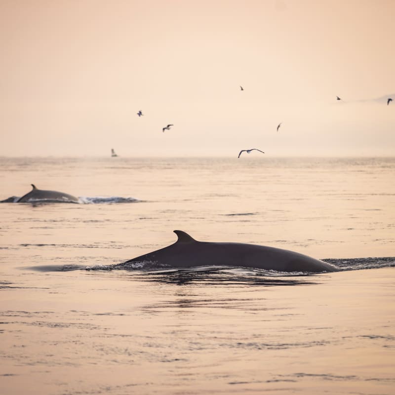 Baleine dans un décor aux tons rosés