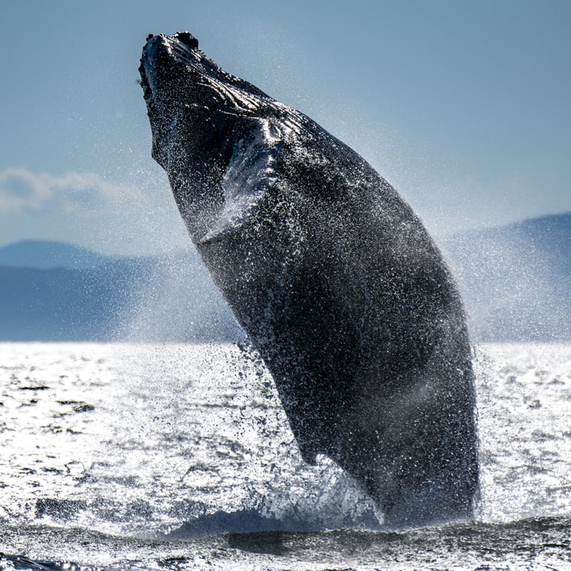 Côte Nord Baleines