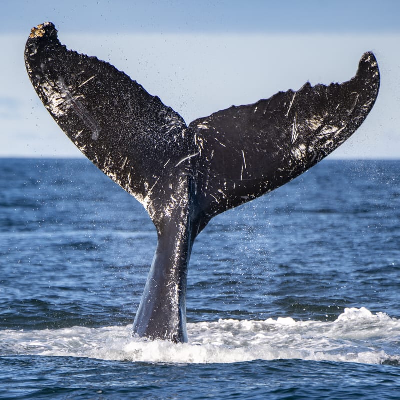 Côte Nord Baleine