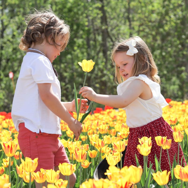 Two girls in a field of tulips.