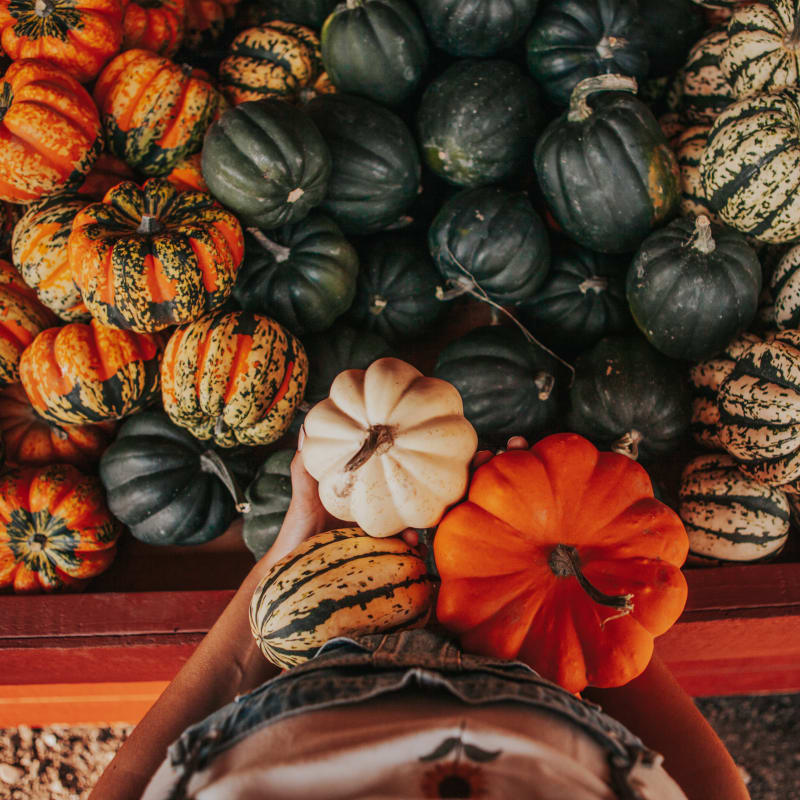 Panier de courges chez Courges et cie.