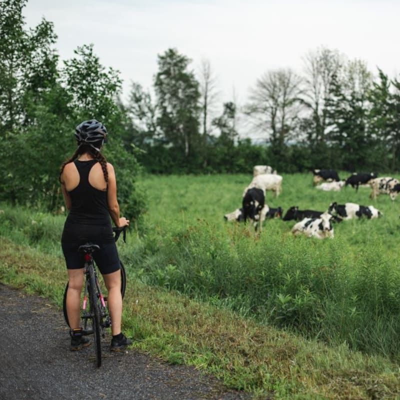 Femme en vélo au bord d'un champ où il y a des vaches.