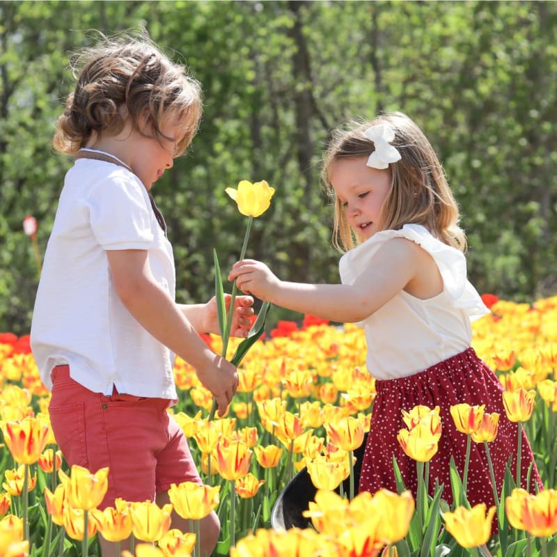 Tulipes Autocueillette