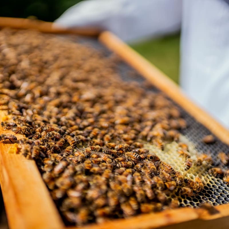 Miel Pur Délice : Beehive