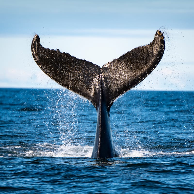 Viens voir les baleines