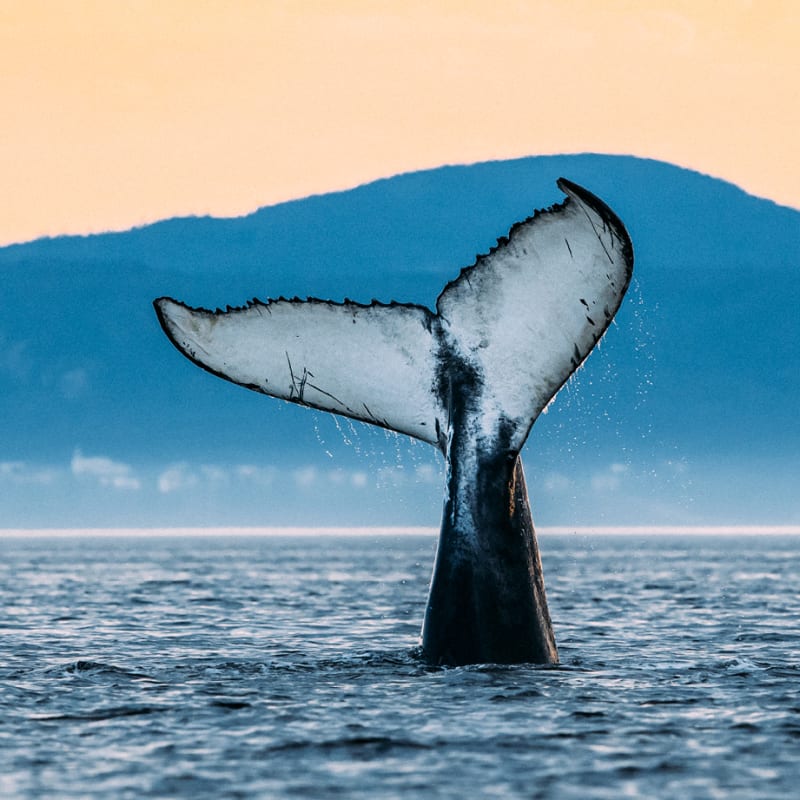 Viens voir les baleines