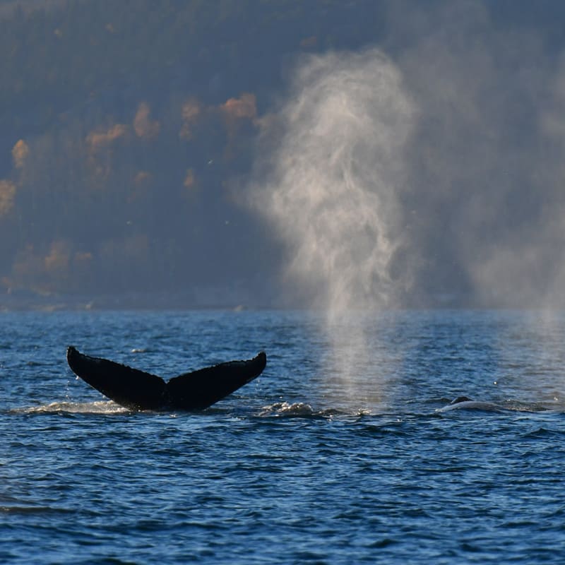 Viens voir les baleines