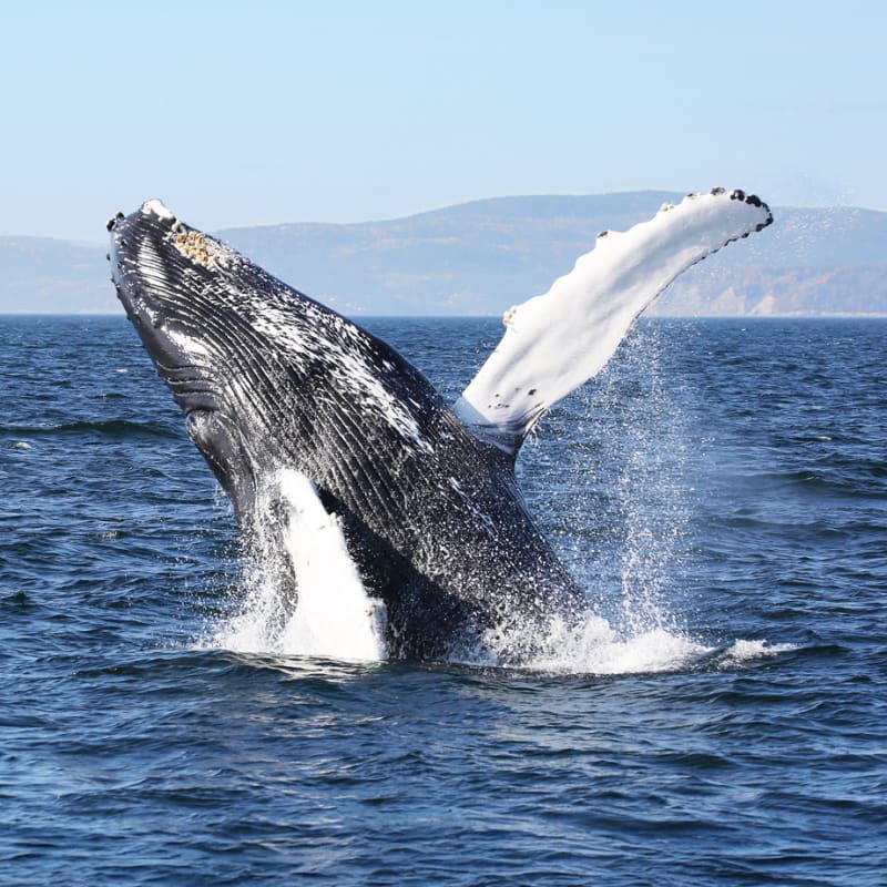 Viens voir les baleines