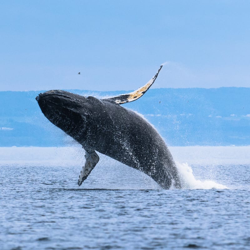 Viens voir les baleines