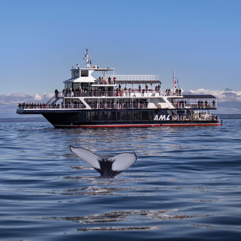 Cruise ship in the background and whale tail coming out of the water.