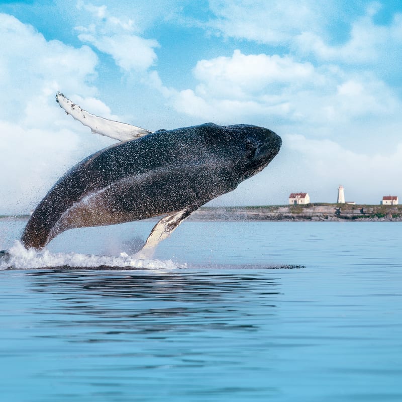 Whale emerging from the water.