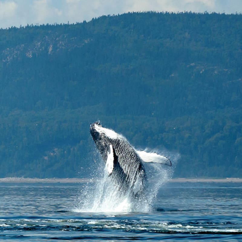Whale emerging from the water