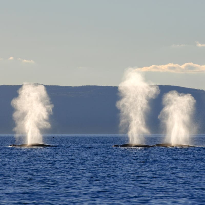 Whales