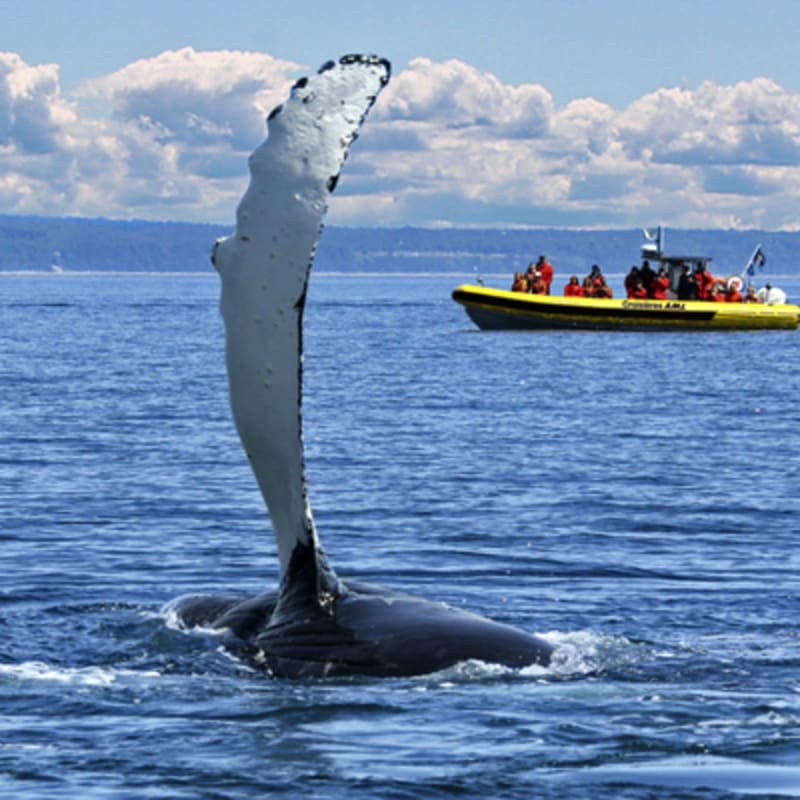 Croisière aux baleines