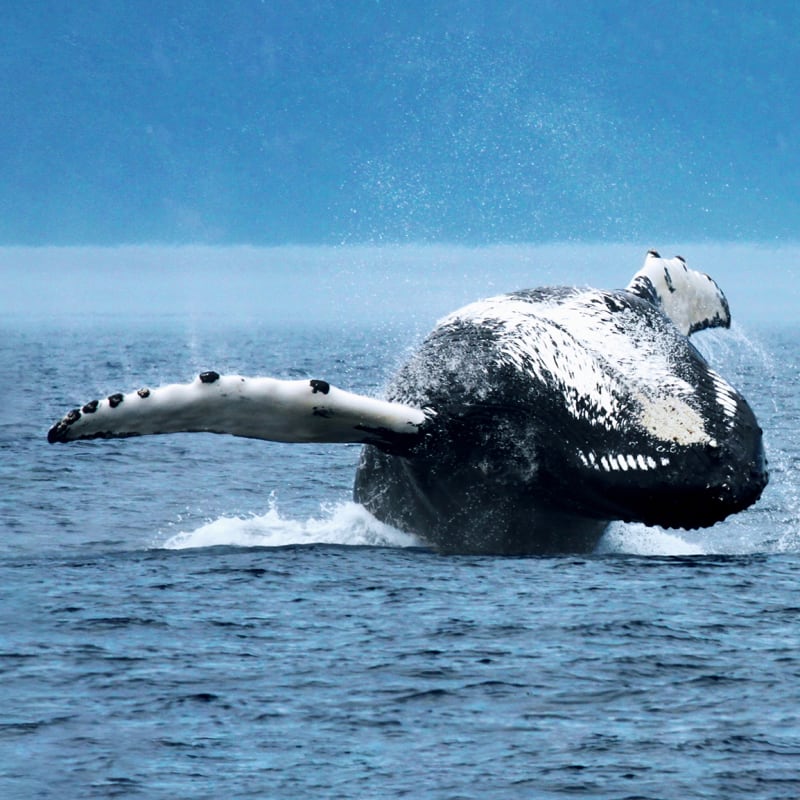 Baleine en train d'émerger de l'eau.