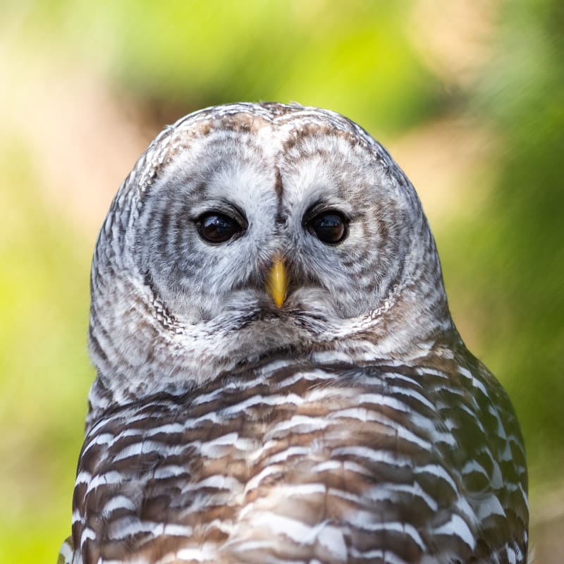 Hibou au Zoo Ecomuseum.