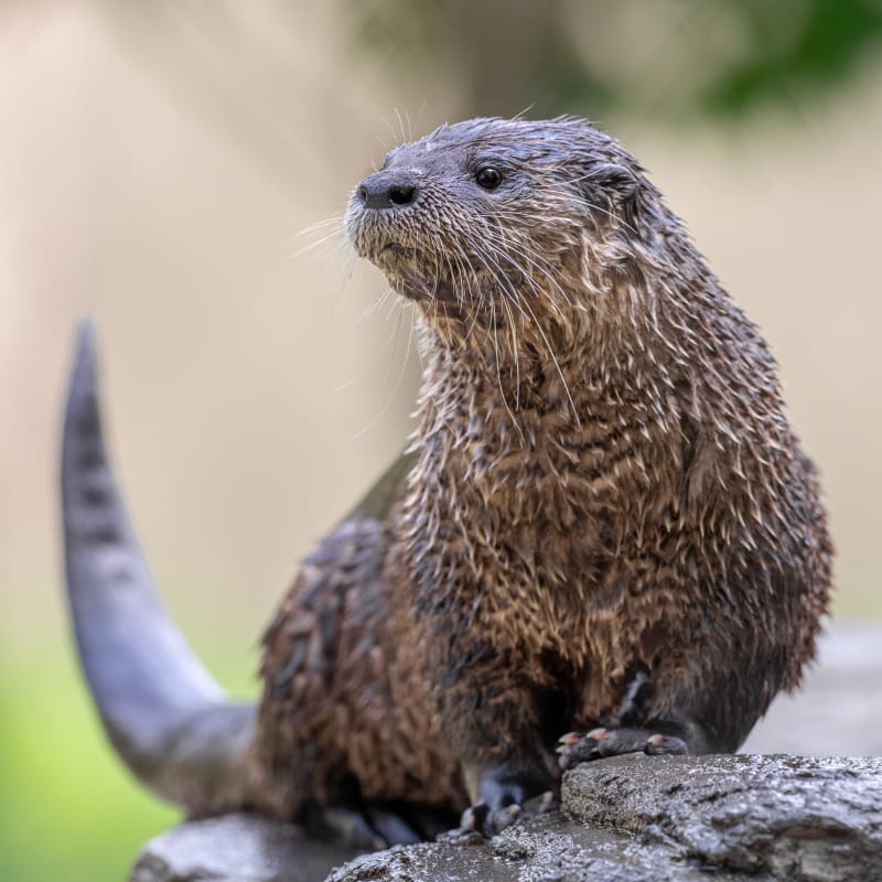 Loutre Taj au Zoo Ecomuseum.