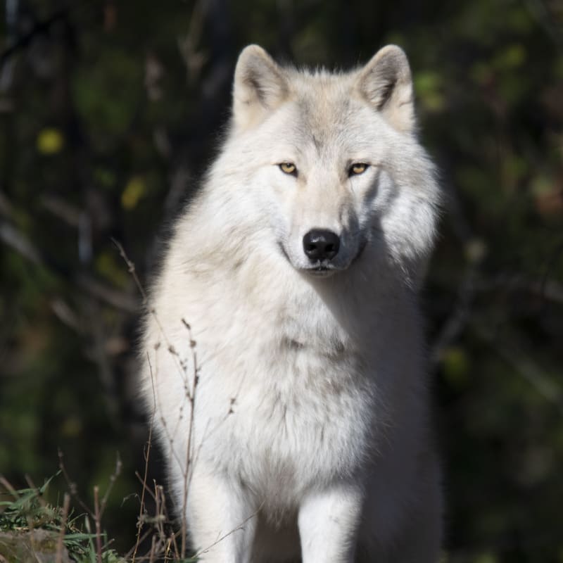 Loup au Zoo Ecomuseum.