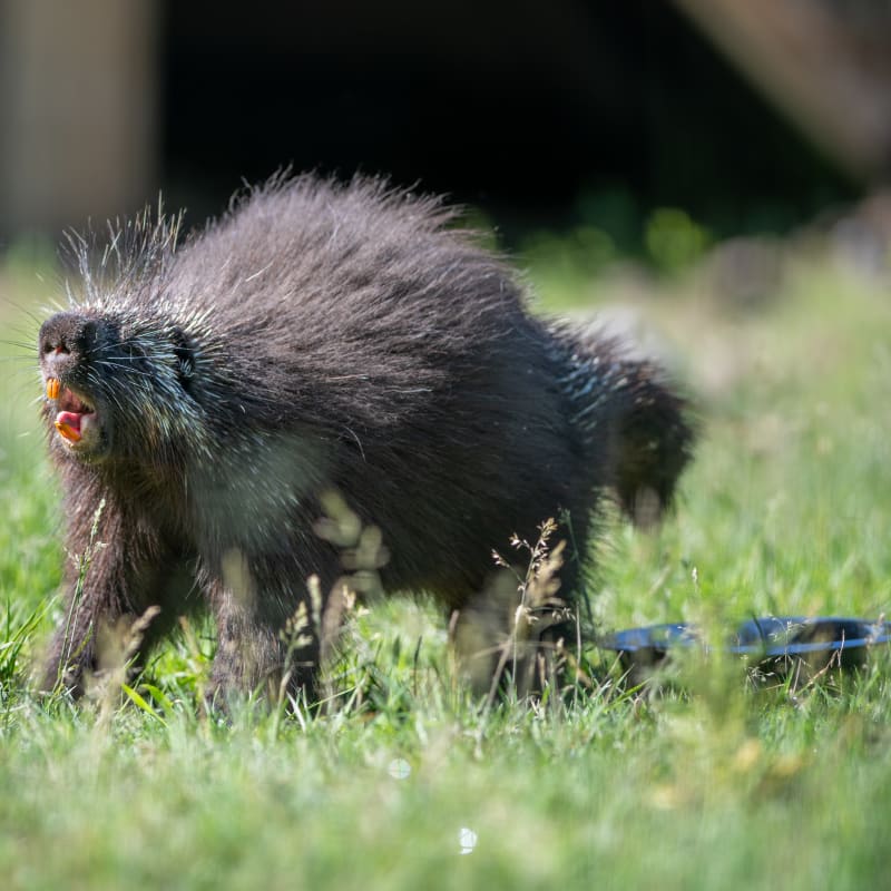 Porc-épic au Zoo Ecomuseum.