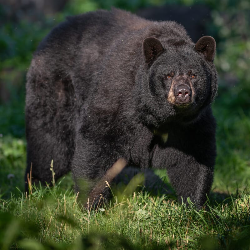 Ours noir