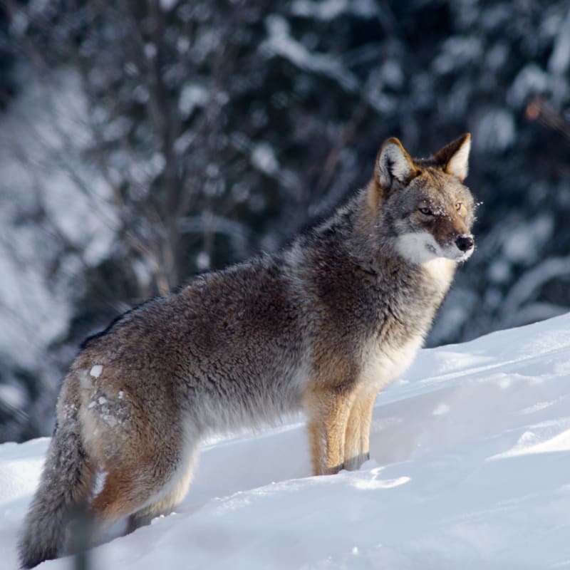 Loup au Parc Oméga.