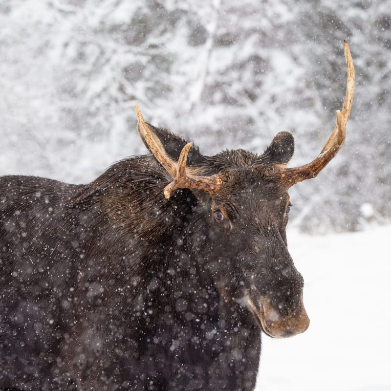 Caribou au Parc Oméga.