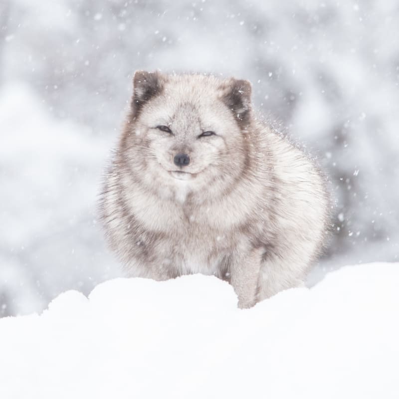 Renard arctique au Parc Oméga.