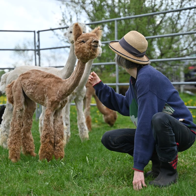 Woman stroking an alpaca.