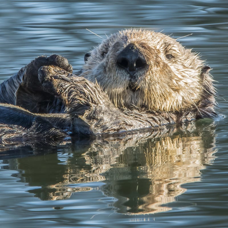 Loutre de mer - Aquarium du Québec.