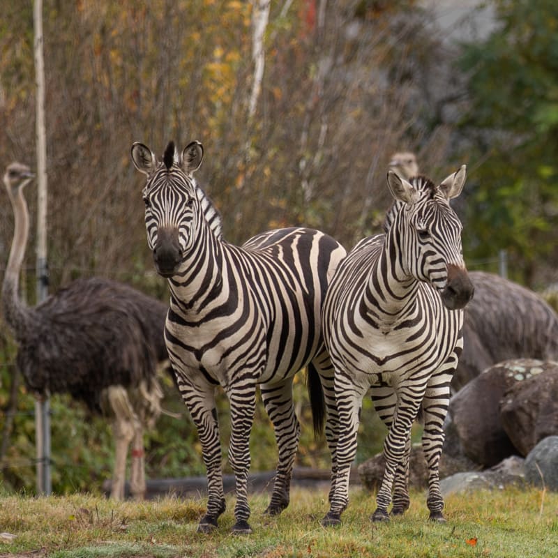 Zèbres et autruche au Parc Safari.
