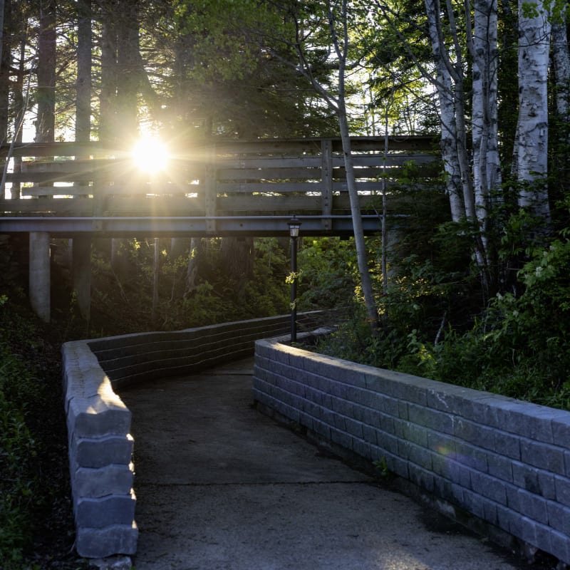 A path lined with fortified walls winds through a forest. Above it, a raised walkway overlooks the path.