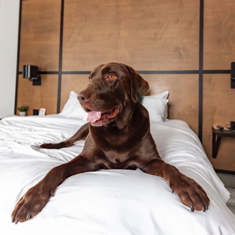 Chien brun dans un lit d'hôtel.
