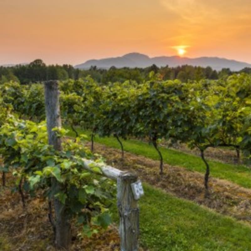Vineyard on the Brome-Missisquoi Wine Route.