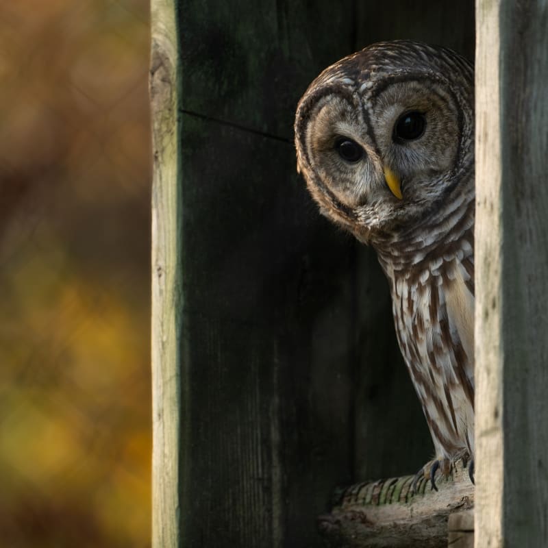 Owl at Zoo Ecomuseum.