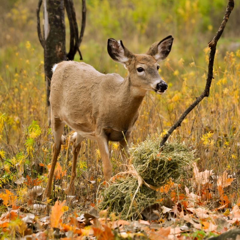 Deer at Zoo Ecomuseum.