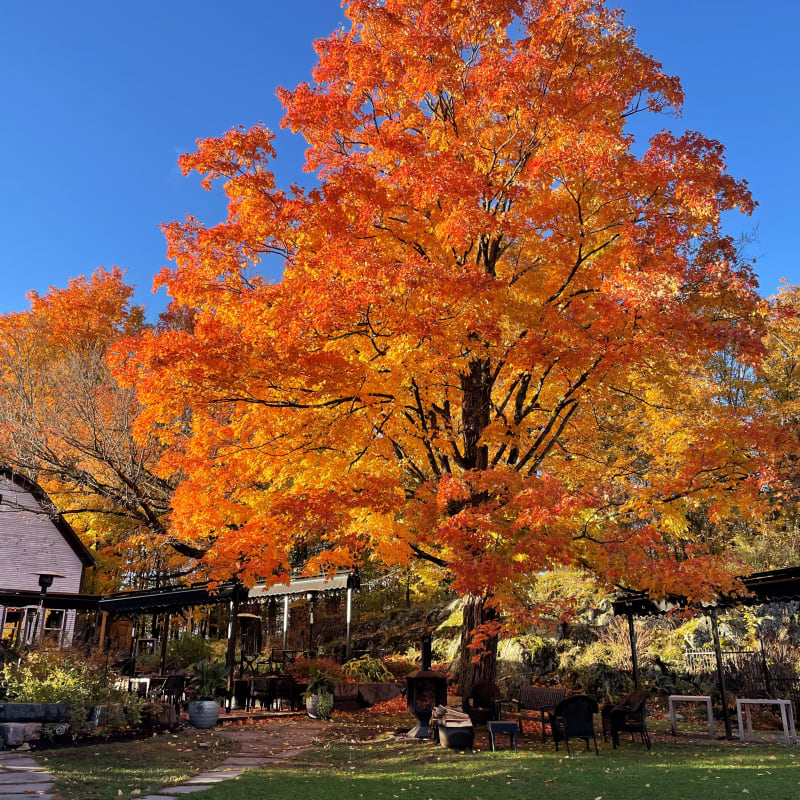 Outside at Domaine Jolivent and a magnificent orange tree in the fall.