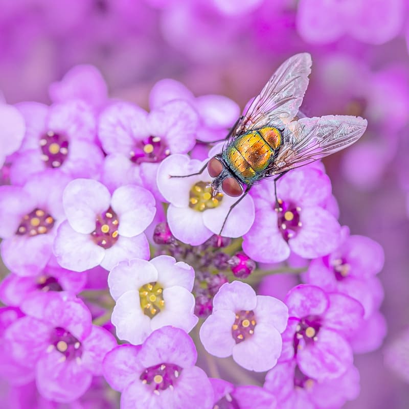 A bee on a purple flower.