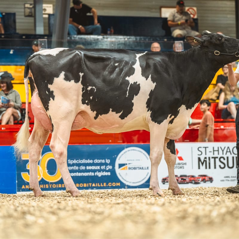Démonstration, jugements d'animaux