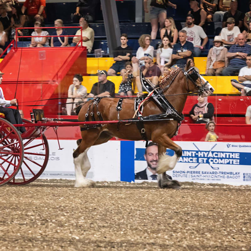 Attelages de chevaux