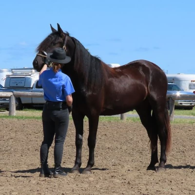 Cheval