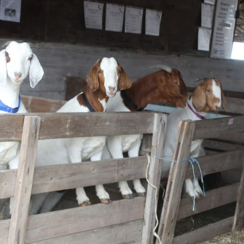 Chèvres à l'expo agricole de Calixa-Lavallée.