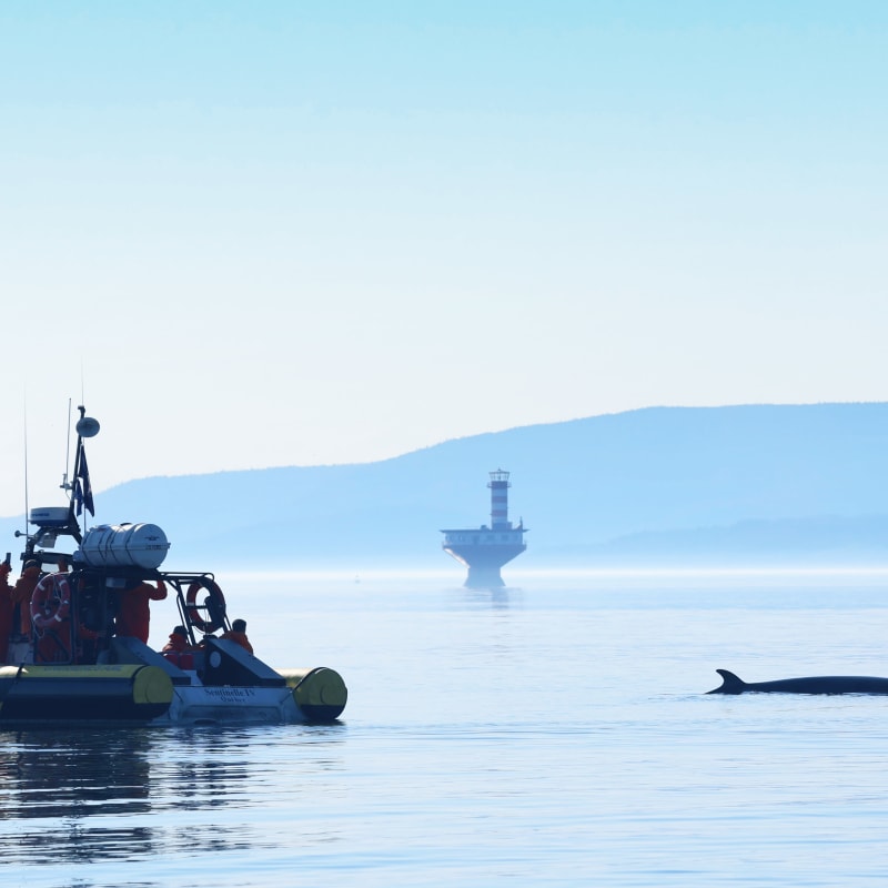 A Zodiac boat near a whale whose back is breaking the surface.