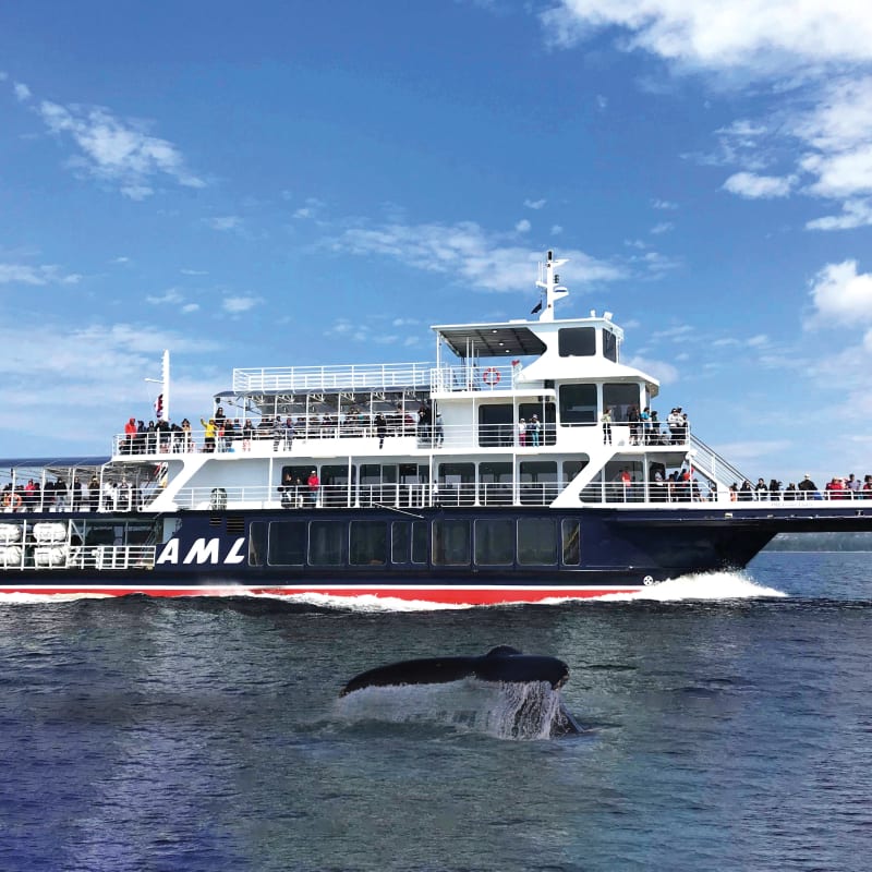 A Croisières AML cruise ship with a whale's tail emerging from the water nearby.