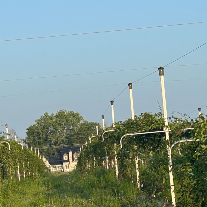 Kiwi plantation in Quebec at Ferme du Mihouli.
