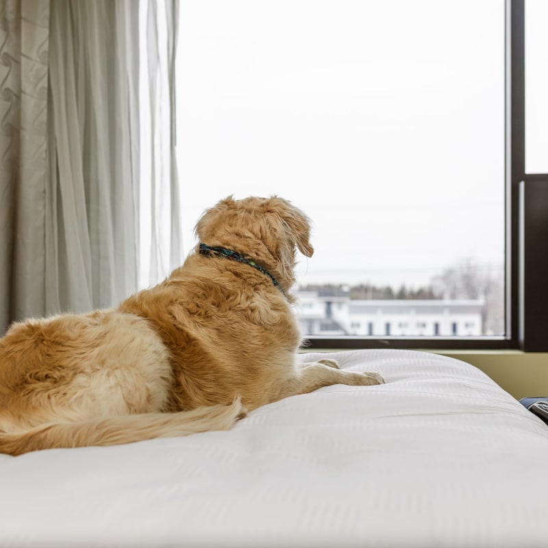 Chien couché sur un lit regardant par la fenêtre à l'Hôtel Levesque
