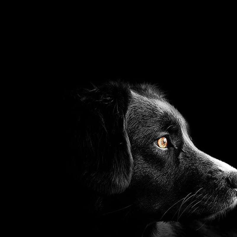 Black dog on a black background.
