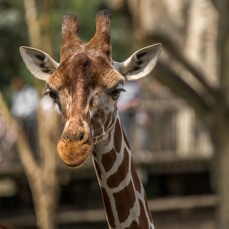 Parc Safari