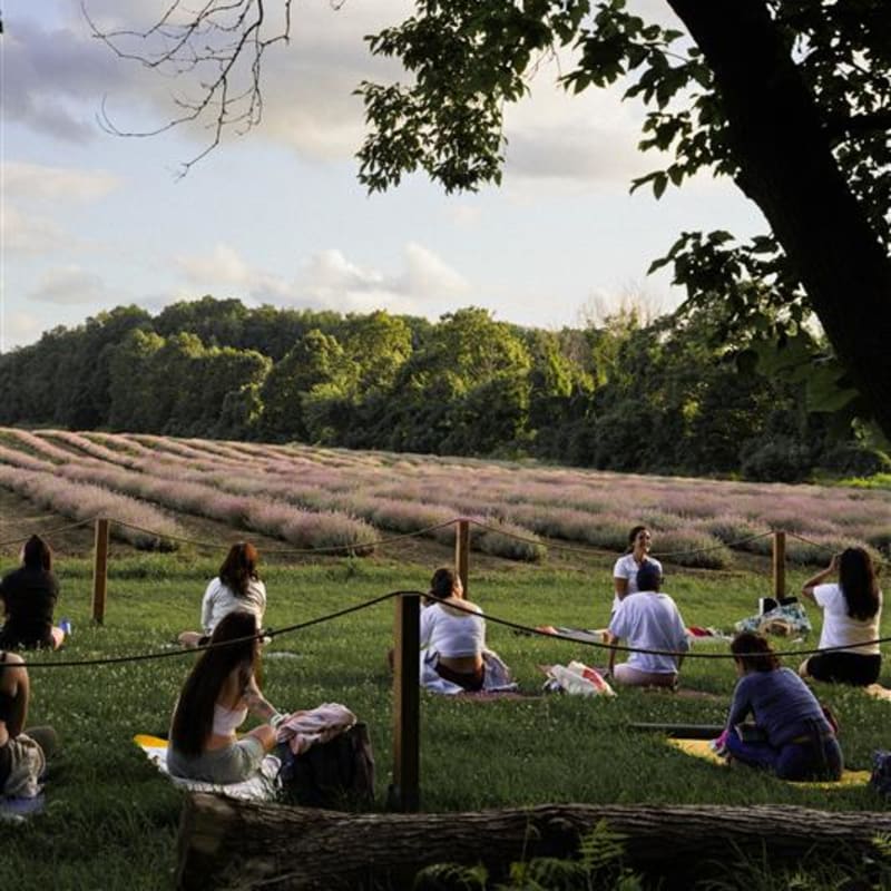 Yoga dans les champs de lavande - Maison Lavande