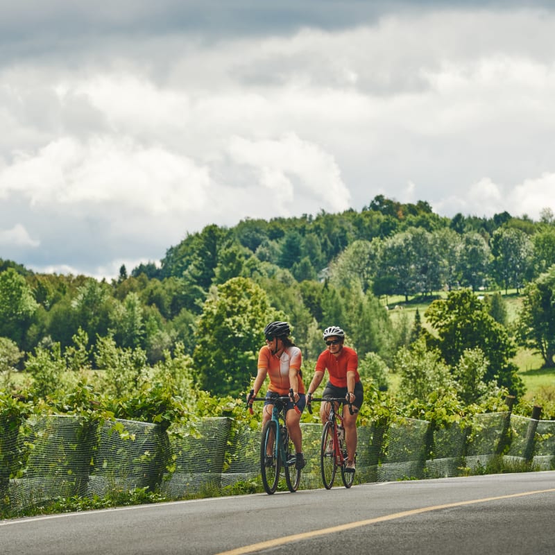 Two people riding bicycles on a paved road lined with vineyards.